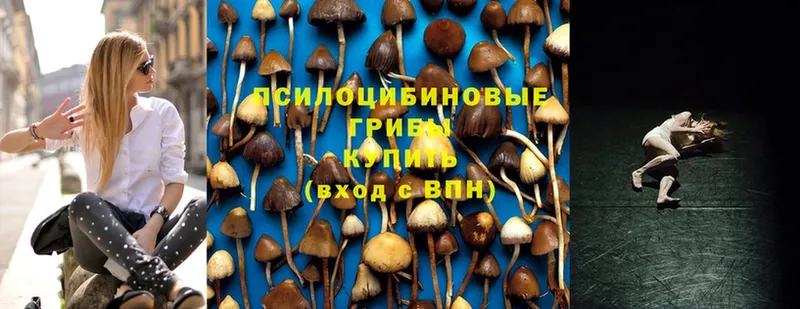 купить наркотики цена  Калязин  Галлюциногенные грибы Psilocybe 